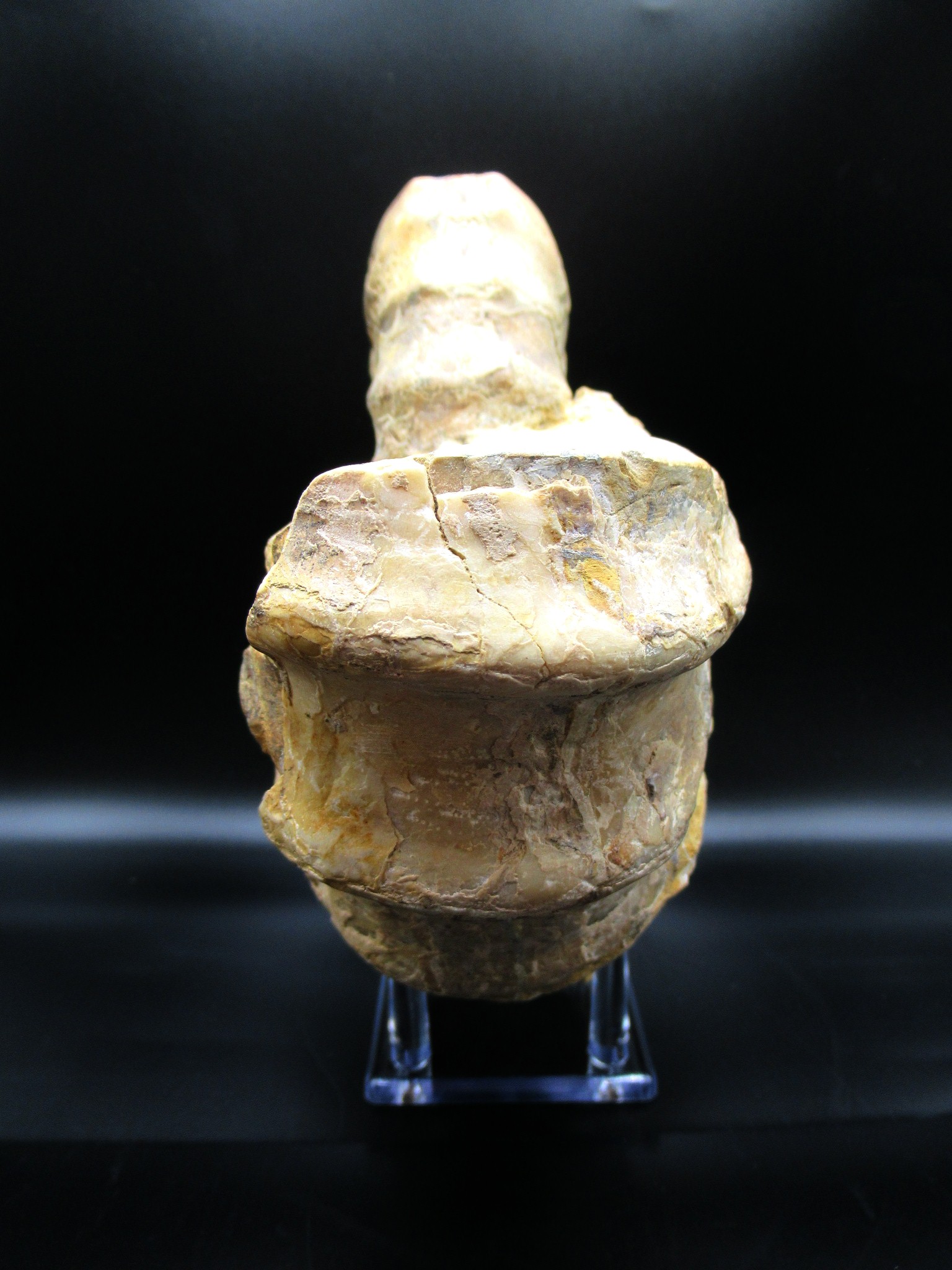 Texas Cretaceous Conlinoceras Ammonite 2c | Fossils for Sale Genuine Cretaceous Age Conlinoceras tarrantense Ammonite for Sale from Texas #2c