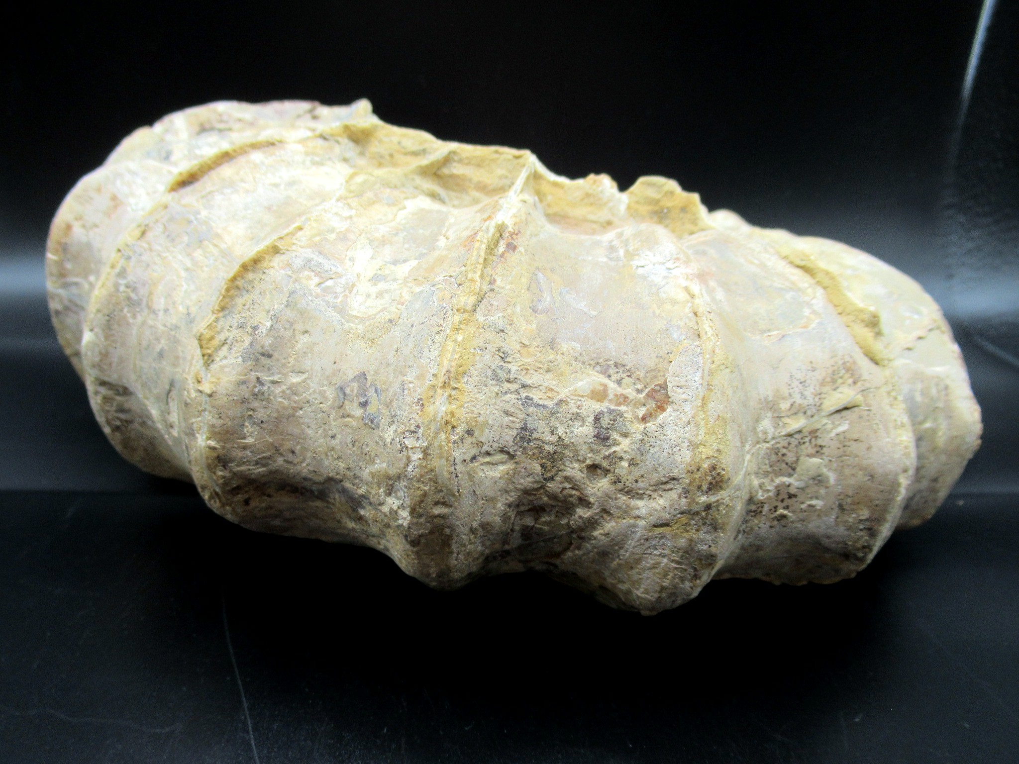 Texas Cretaceous Conlinoceras Ammonite 2d | Fossils for Sale Genuine Cretaceous Age Conlinoceras tarrantense Ammonite for Sale from Texas #2d