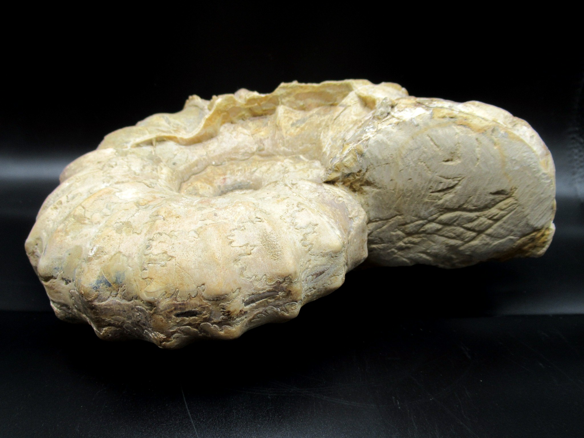 Texas Cretaceous Conlinoceras Ammonite 2e | Fossils for Sale Genuine Cretaceous Age Conlinoceras tarrantense Ammonite for Sale from Texas #2