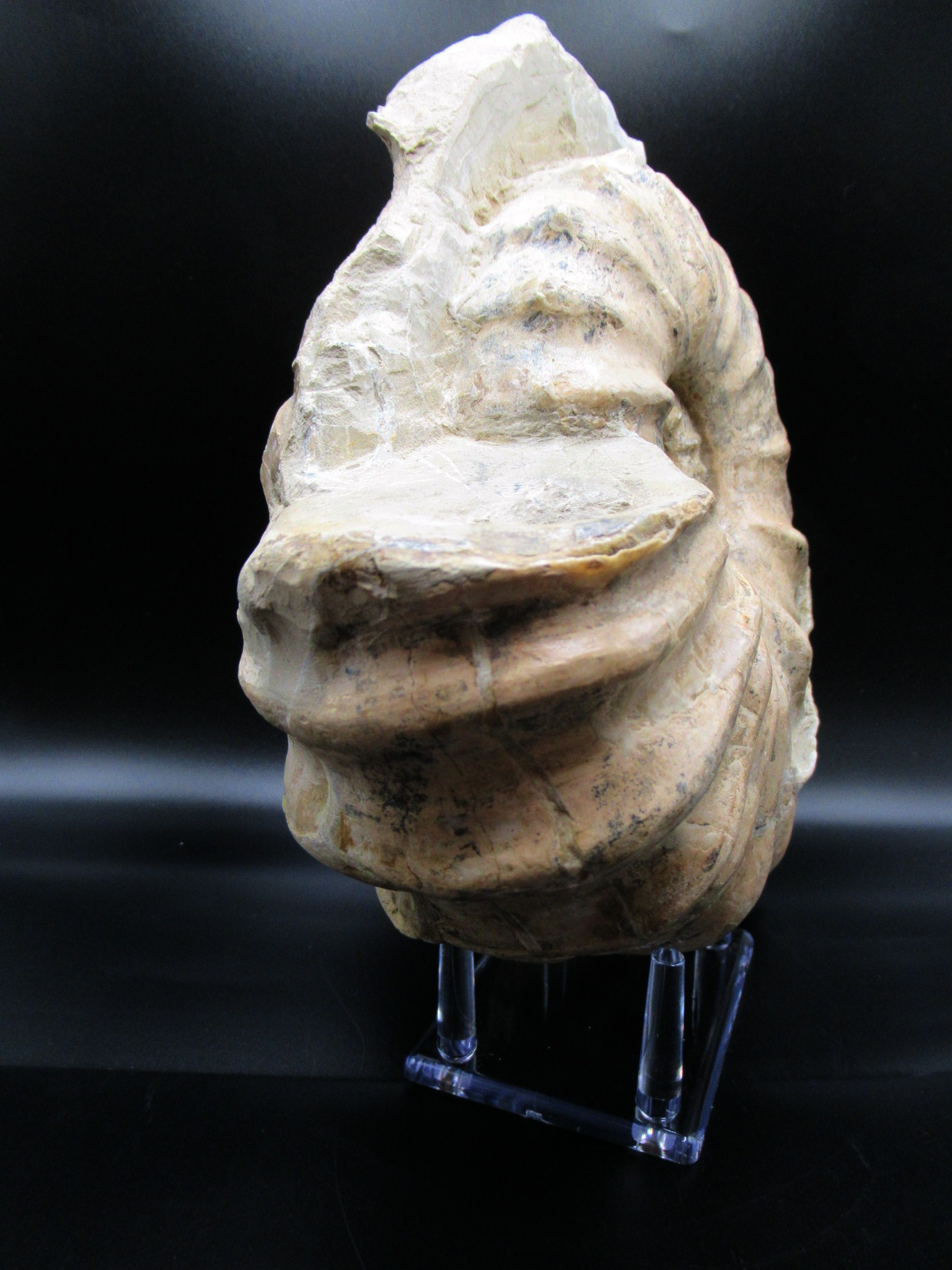 Texas Cretaceous Conlinoceras Ammonite 3b | Fossils for Sale Genuine Cretaceous Age Conlinoceras tarrantense Ammonite for Sale from Texas #3b