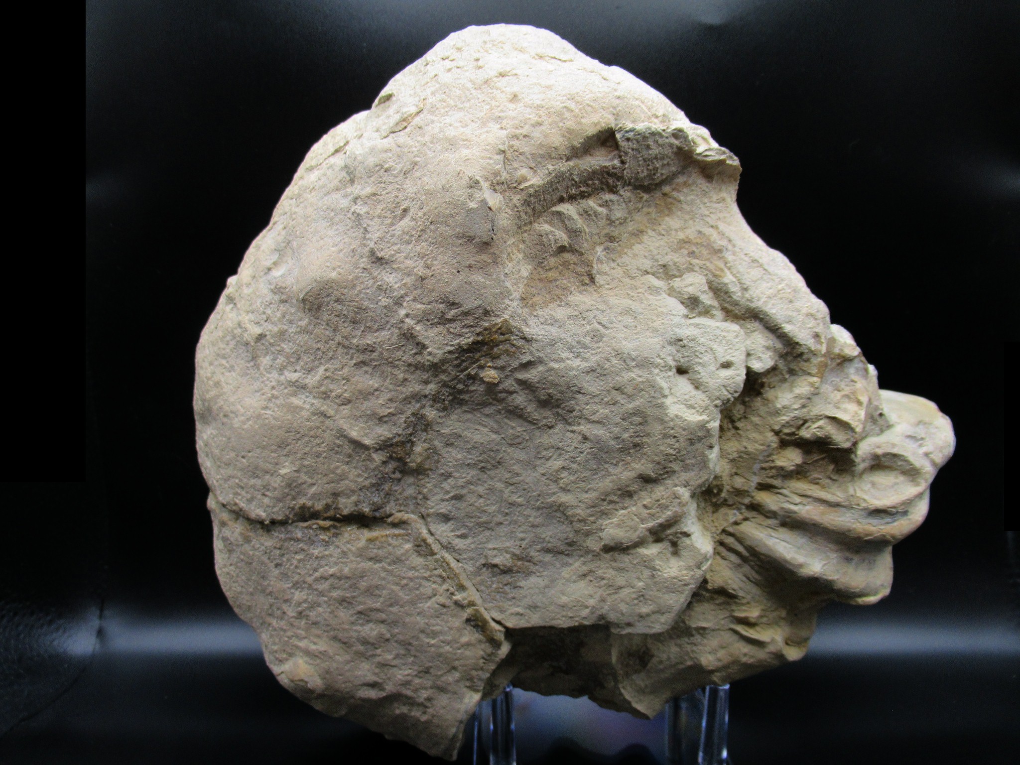 Texas Cretaceous Conlinoceras Ammonite 3c | Fossils for Sale Genuine Cretaceous Age Conlinoceras tarrantense Ammonite for Sale from Texas #3c