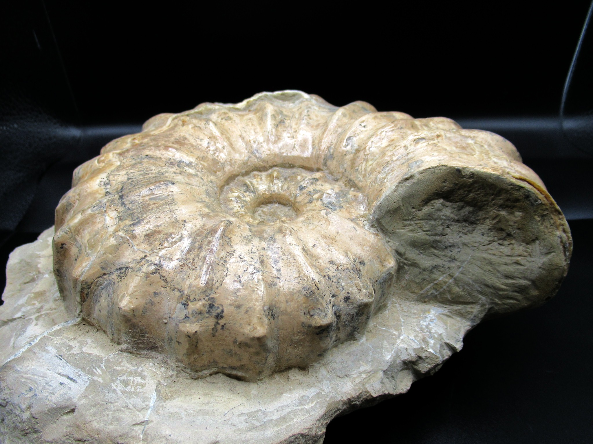 Texas Cretaceous Conlinoceras Ammonite 3e | Fossils for Sale Genuine Cretaceous Age Conlinoceras tarrantense Ammonite for Sale from Texas #3e