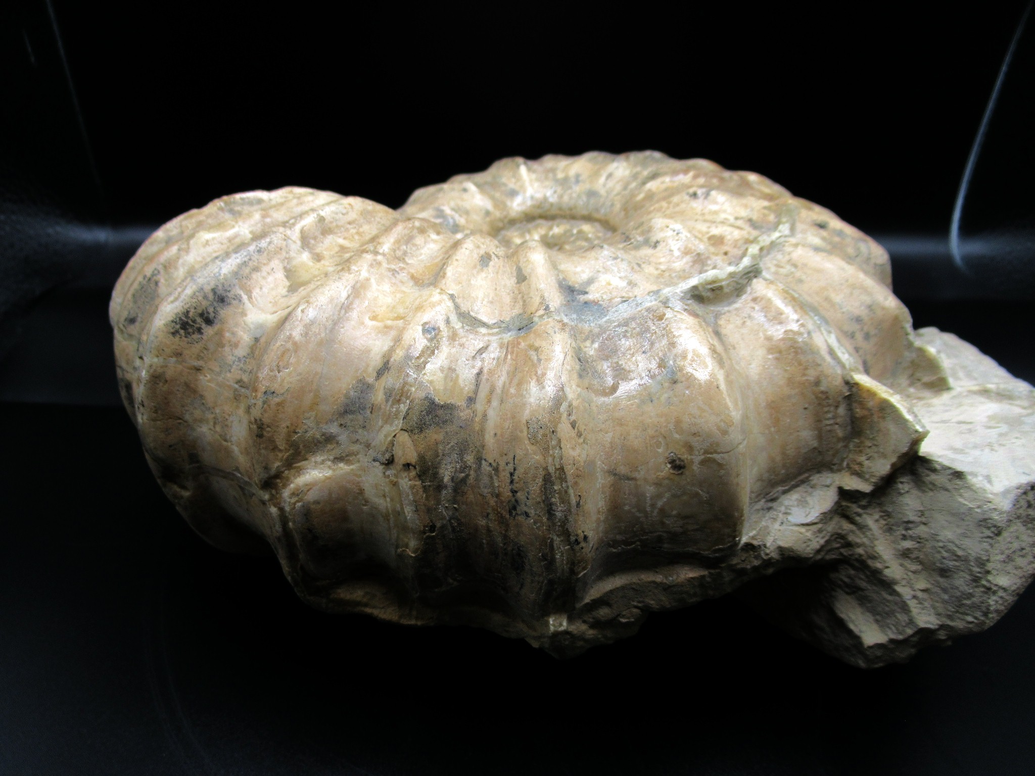 Texas Cretaceous Conlinoceras Ammonite 3f | Fossils for Sale Genuine Cretaceous Age Conlinoceras tarrantense Ammonite for Sale from Texas #3f