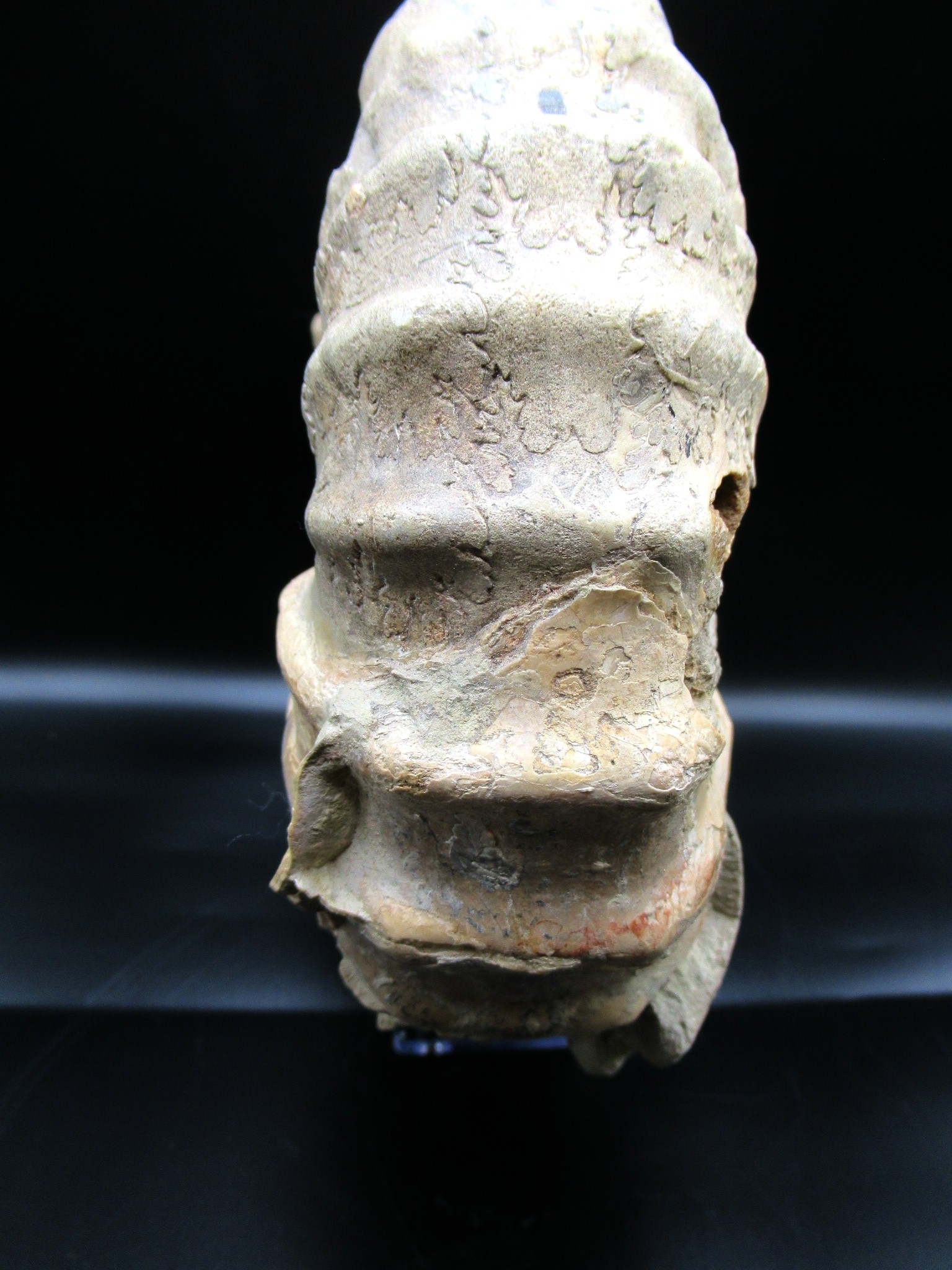 Texas Cretaceous Conlinoceras Ammonite 4a | Fossils for Sale Genuine Cretaceous Age Conlinoceras tarrantense Ammonite for Sale from Texas #4a