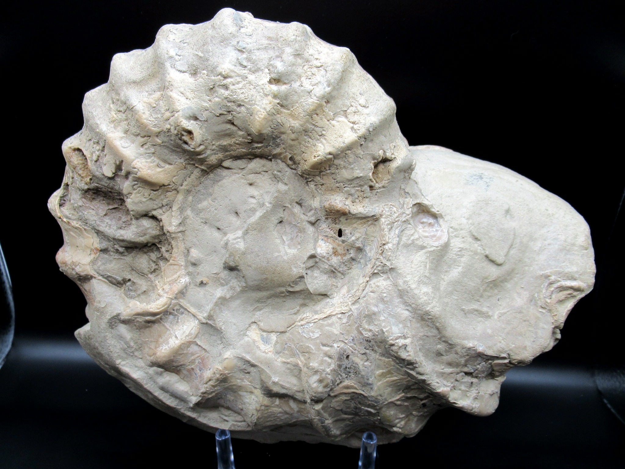 Texas Cretaceous Conlinoceras Ammonite 4b | Fossils for Sale Genuine Cretaceous Age Conlinoceras tarrantense Ammonite for Sale from Texas #4b