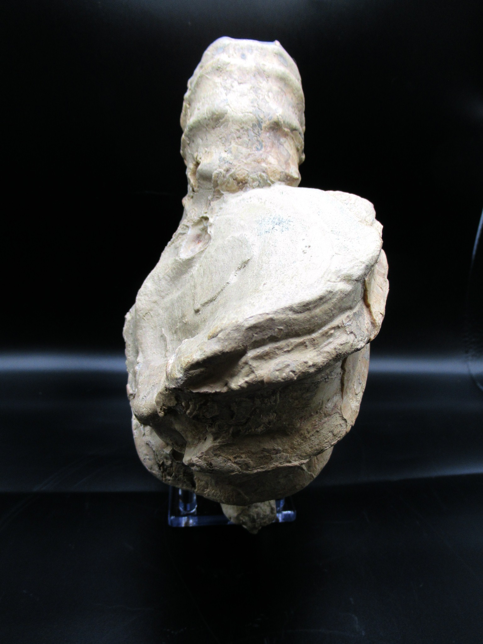 Texas Cretaceous Conlinoceras Ammonite 4c | Fossils for Sale Genuine Cretaceous Age Conlinoceras tarrantense Ammonite for Sale from Texas #4c