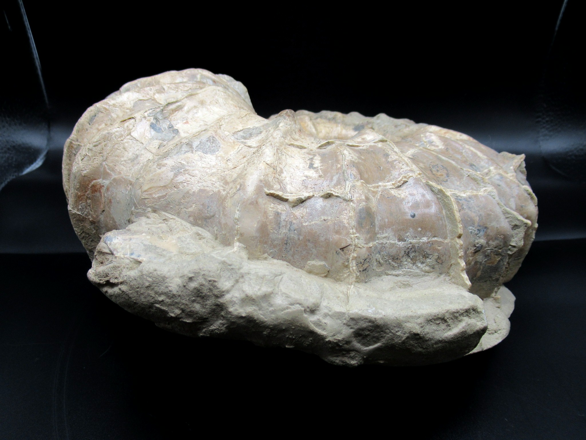 Texas Cretaceous Conlinoceras Ammonite 4d | Fossils for Sale Genuine Cretaceous Age Conlinoceras tarrantense Ammonite for Sale from Texas #4d