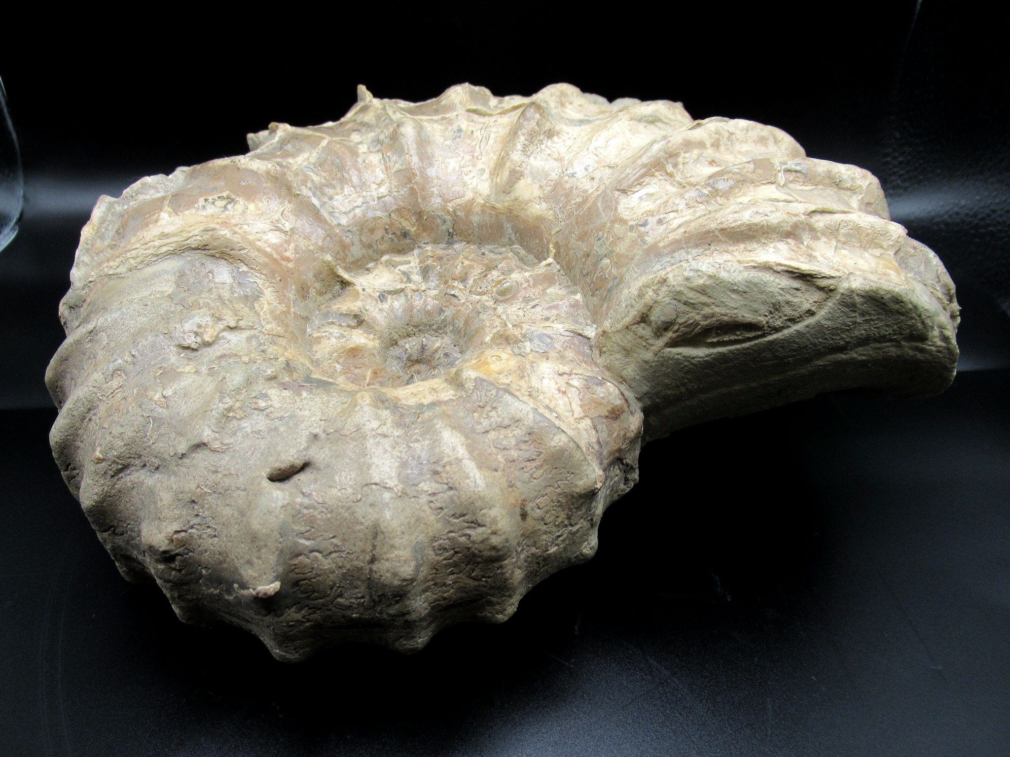 Texas Cretaceous Conlinoceras Ammonite 4e | Fossils for Sale Genuine Cretaceous Age Conlinoceras tarrantense Ammonite for Sale from Texas #4e