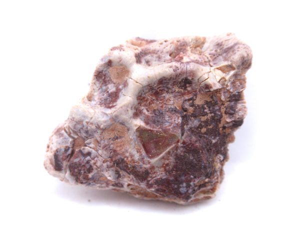 Genuine Triassic Koskinonodon Skull Plate for Sale from Texas #10