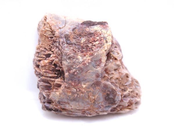 Genuine Triassic Koskinonodon Skull Plate for Sale from Texas #10a