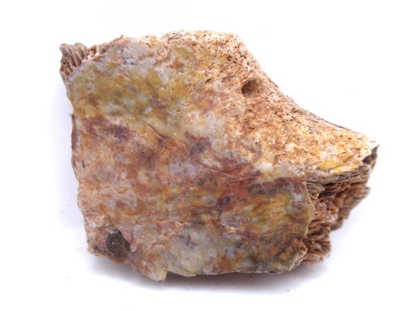 Genuine Triassic Koskinonodon Skull Plate for Sale from Texas #11a