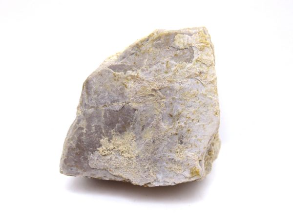 Genuine Triassic Koskinonodon Skull Plate for Sale from Texas #13a