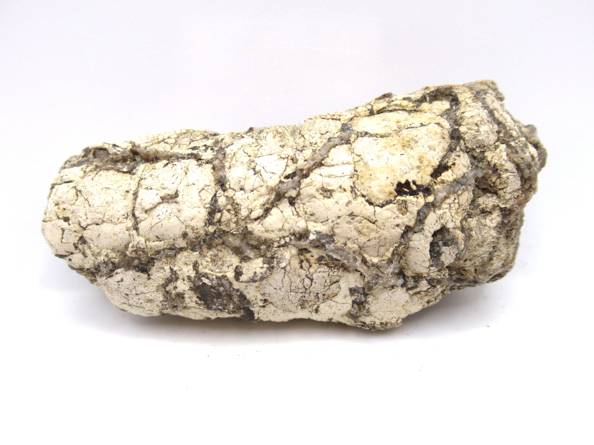 Texas Triassic Koskinonodon Skull Plate 26 | Fossils for Sale Genuine Triassic Koskinonodon Skull Plate for Sale from Texas #26