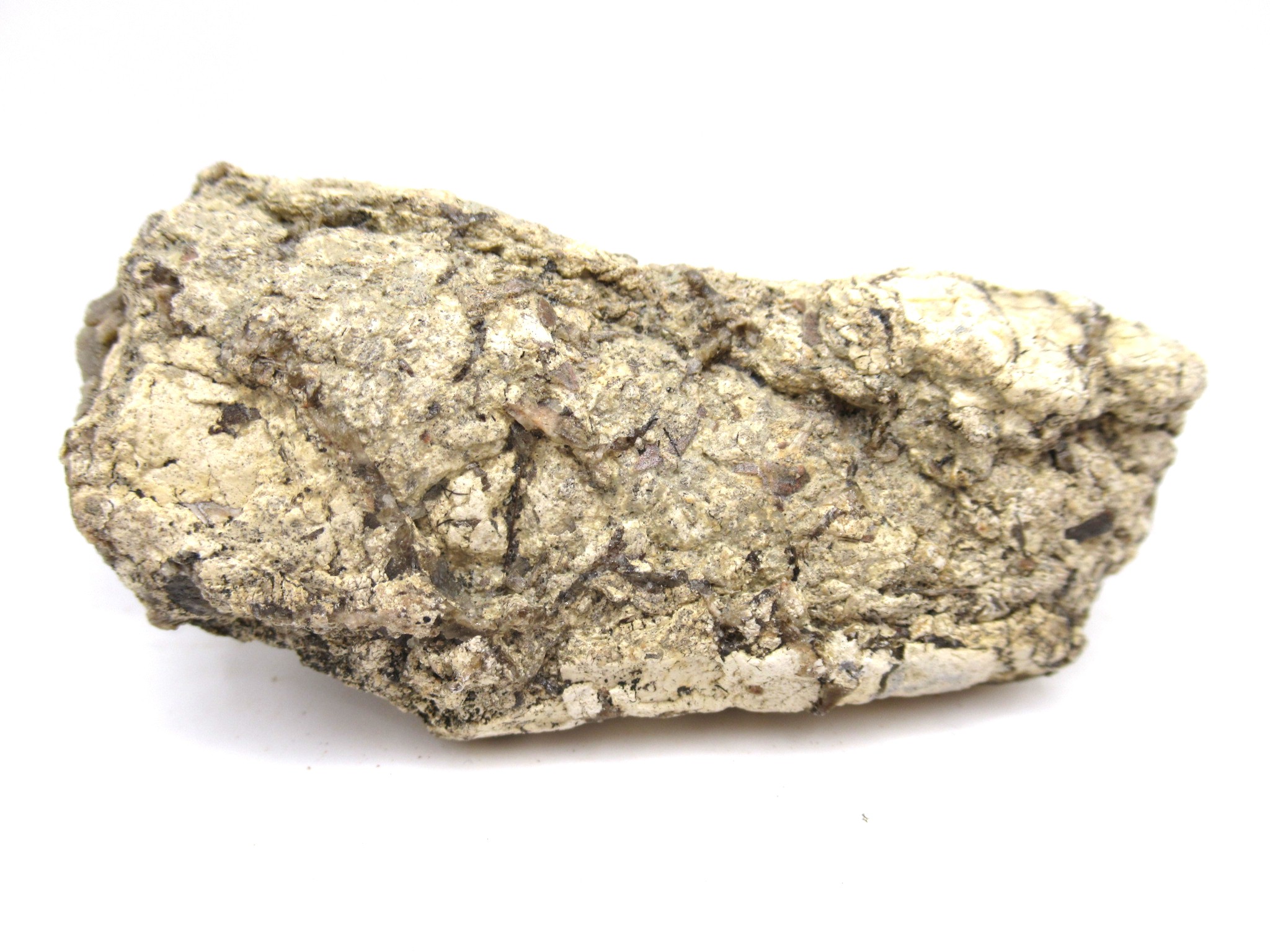 Texas Triassic Koskinonodon Skull Plate 26a | Fossils for Sale Genuine Triassic Koskinonodon Skull Plate for Sale from Texas #26a