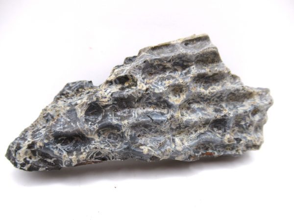 Genuine Triassic Koskinonodon Skull Plate for Sale from Texas #30