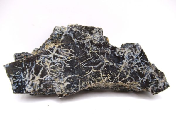 Genuine Triassic Koskinonodon Skull Plate for Sale from Texas #30a