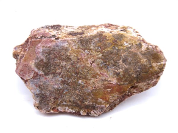 Genuine Triassic Koskinonodon Skull Plate for Sale from Texas #31a