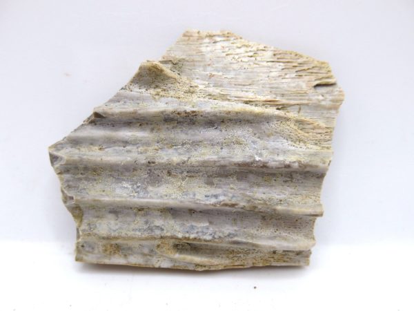 Genuine Triassic Koskinonodon Skull Plate for Sale from Texas #32