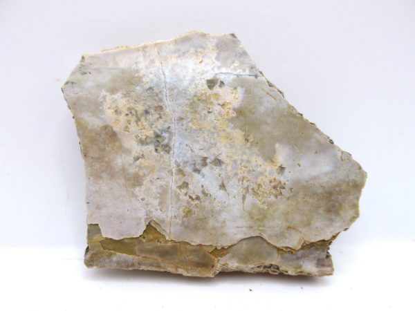 Genuine Triassic Koskinonodon Skull Plate for Sale from Texas #32a