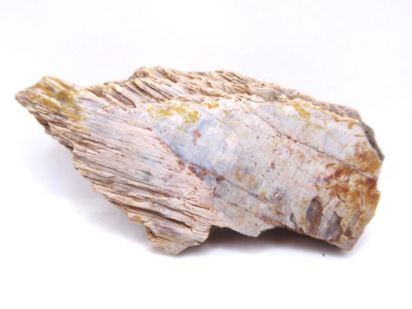 Genuine Triassic Koskinonodon Skull Plate for Sale from Texas #37a
