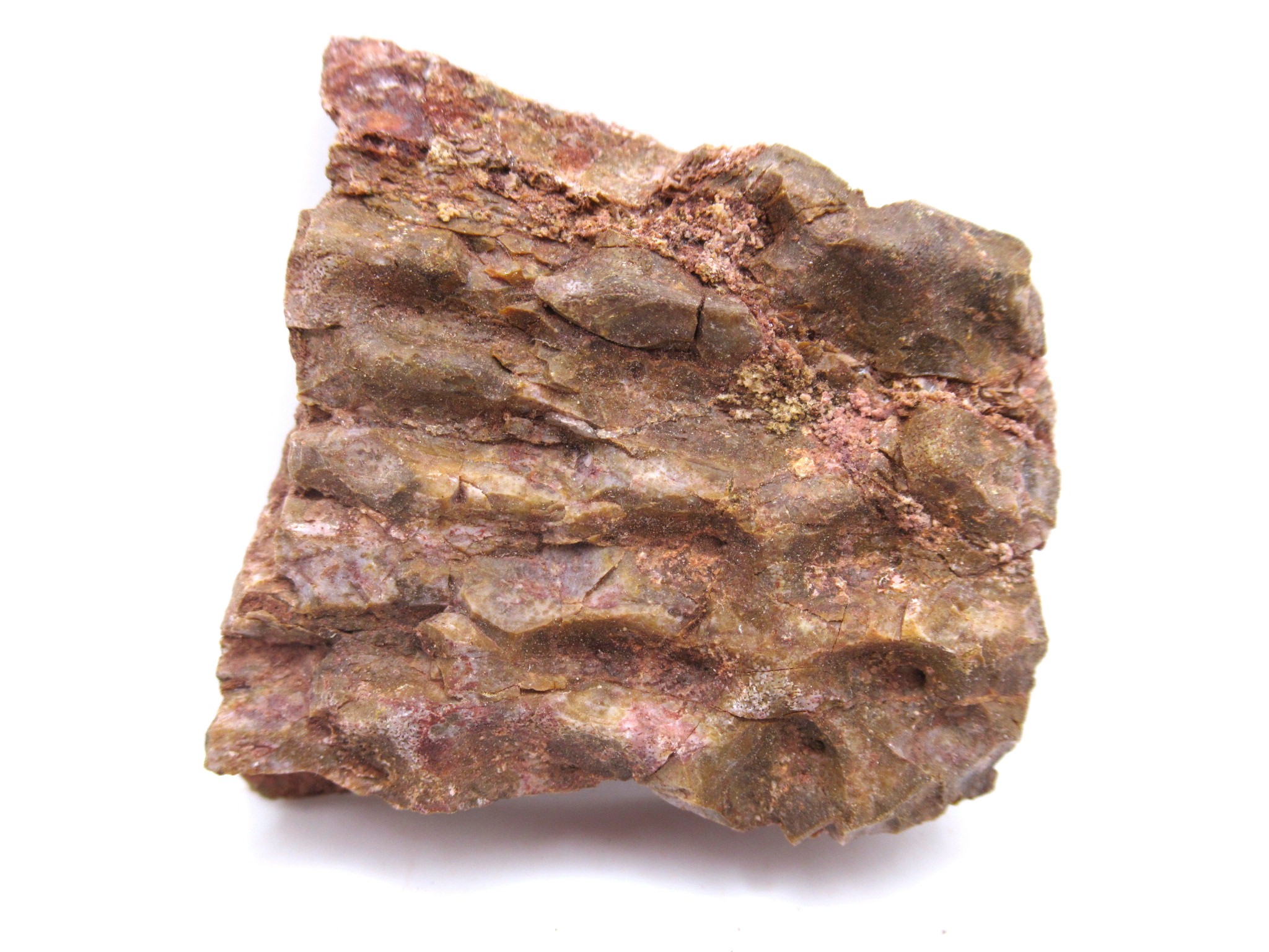 Texas Triassic Koskinonodon Skull Plate 39 | Fossils for Sale Genuine Triassic Koskinonodon Skull Plate for Sale from Texas #39