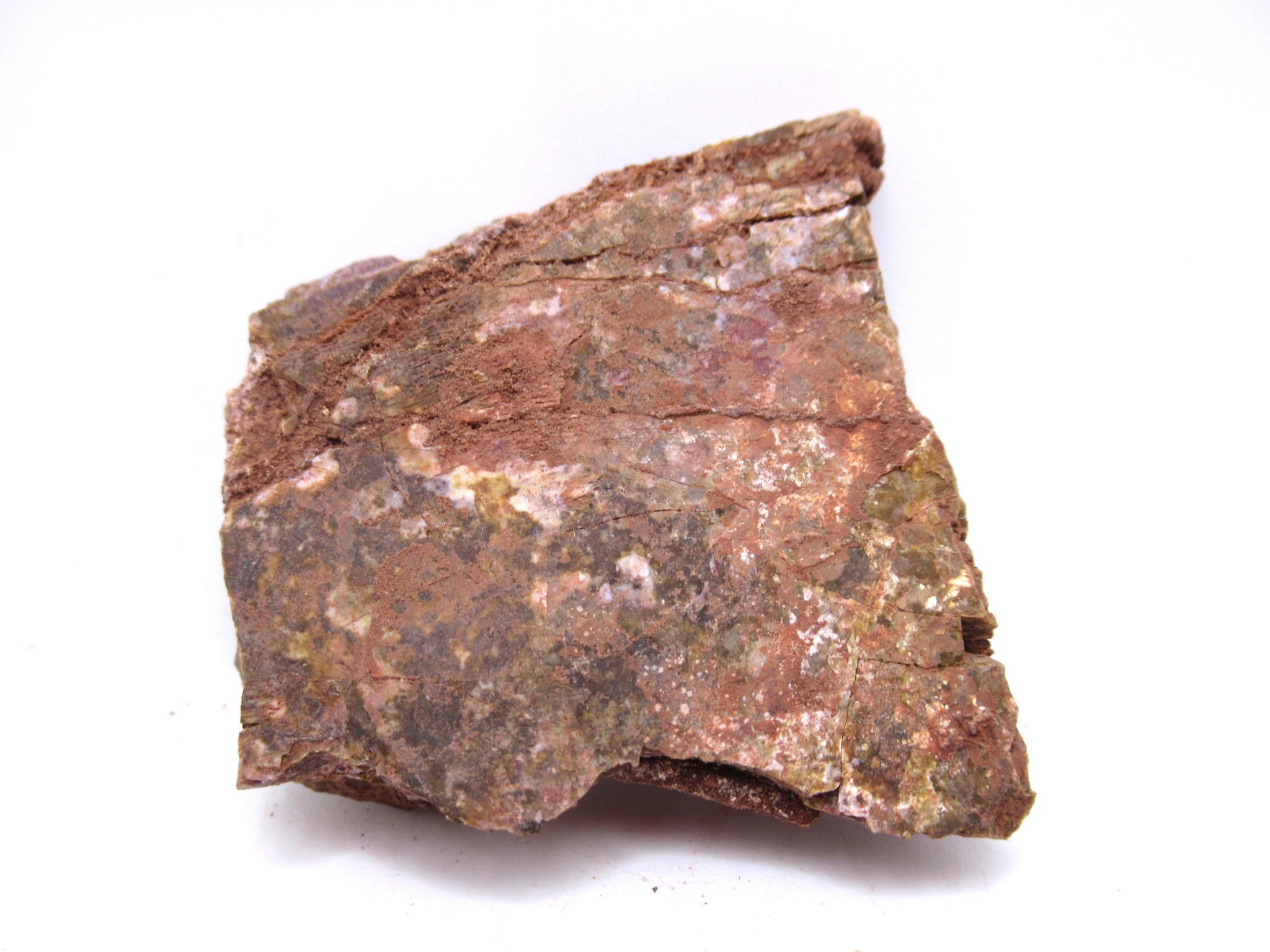 Texas Triassic Koskinonodon Skull Plate 39a | Fossils for Sale Genuine Triassic Koskinonodon Skull Plate for Sale from Texas #39a