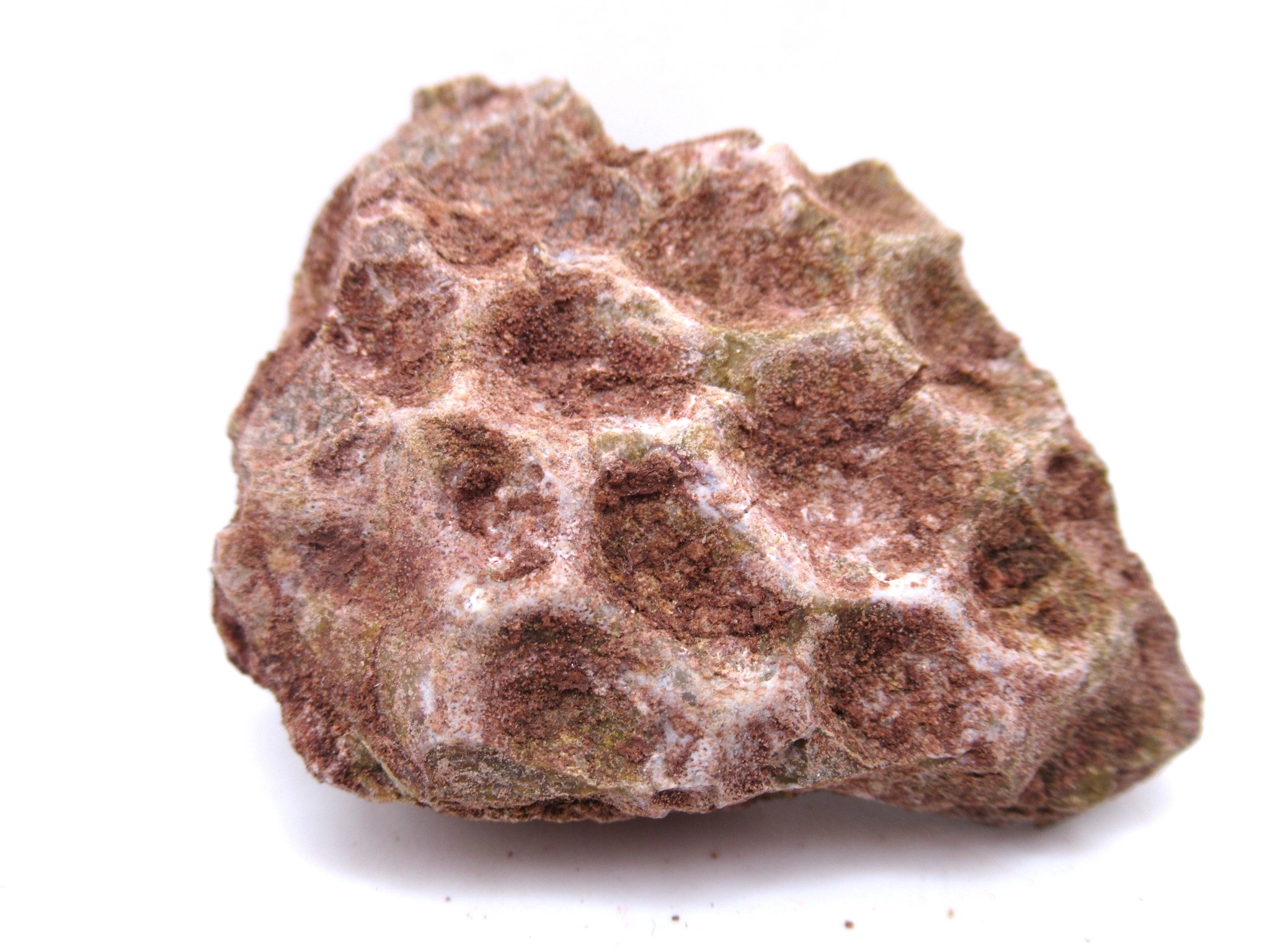 Texas Triassic Koskinonodon Skull Plate 40 | Fossils for Sale Genuine Triassic Koskinonodon Skull Plate for Sale from Texas #40