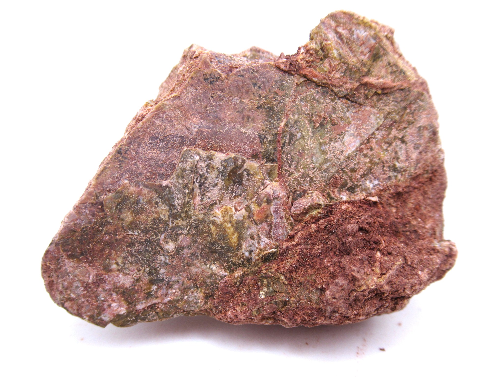 Texas Triassic Koskinonodon Skull Plate 40a | Fossils for Sale Genuine Triassic Koskinonodon Skull Plate for Sale from Texas #40a