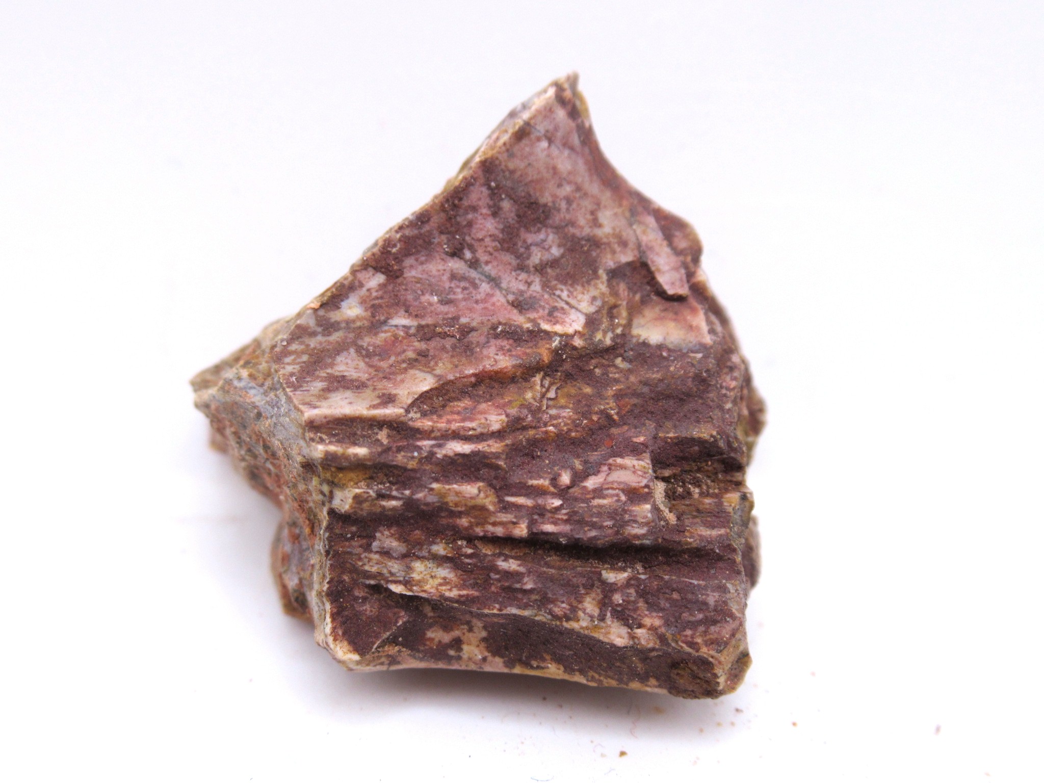 Texas Triassic Koskinonodon Skull Plate 7 | Fossils for Sale Genuine Triassic Koskinonodon Skull Plate for Sale from Texas #7