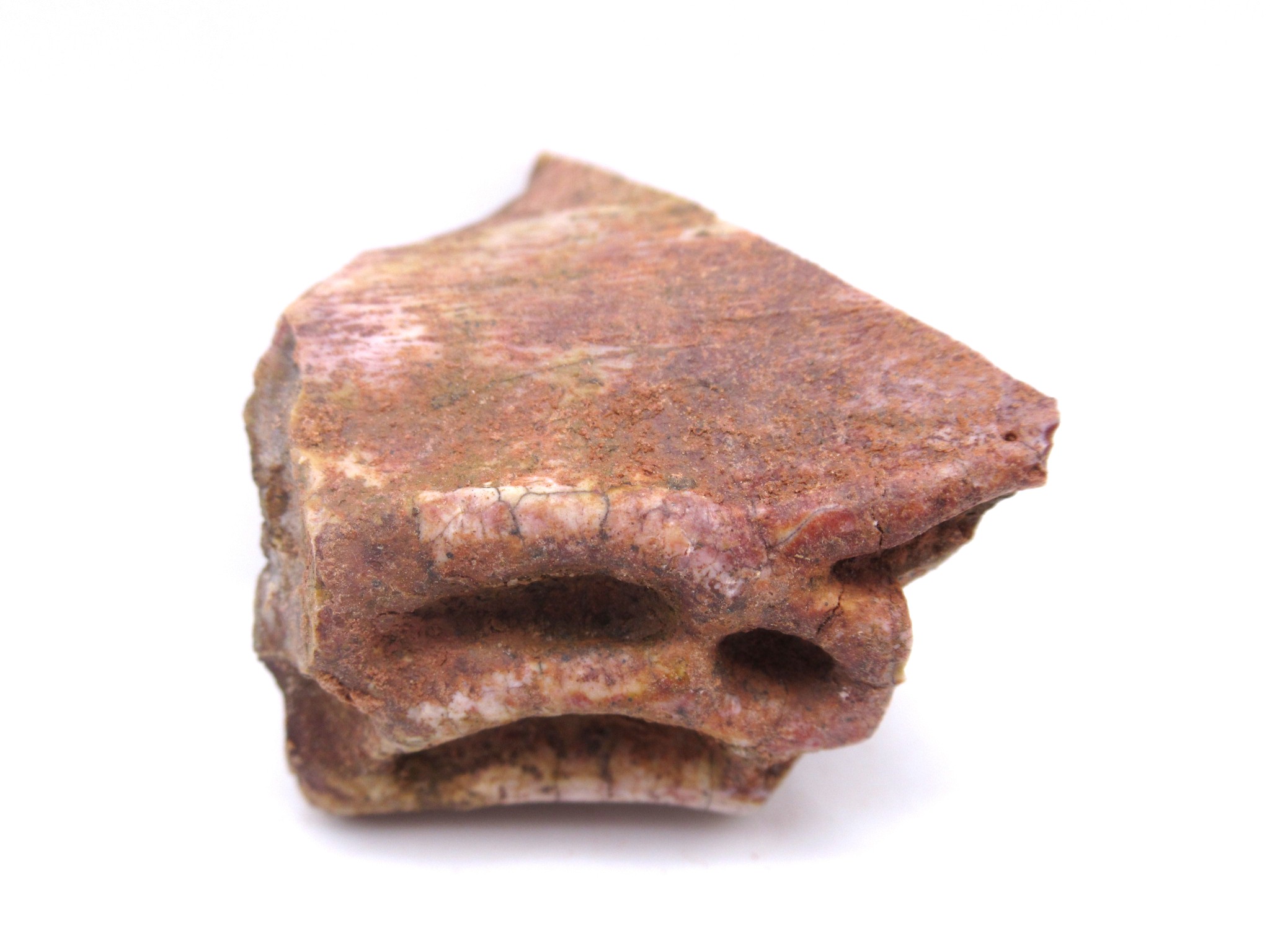 Texas Triassic Koskinonodon Skull Plate 7a | Fossils for Sale Genuine Triassic Koskinonodon Skull Plate for Sale from Texas #7a