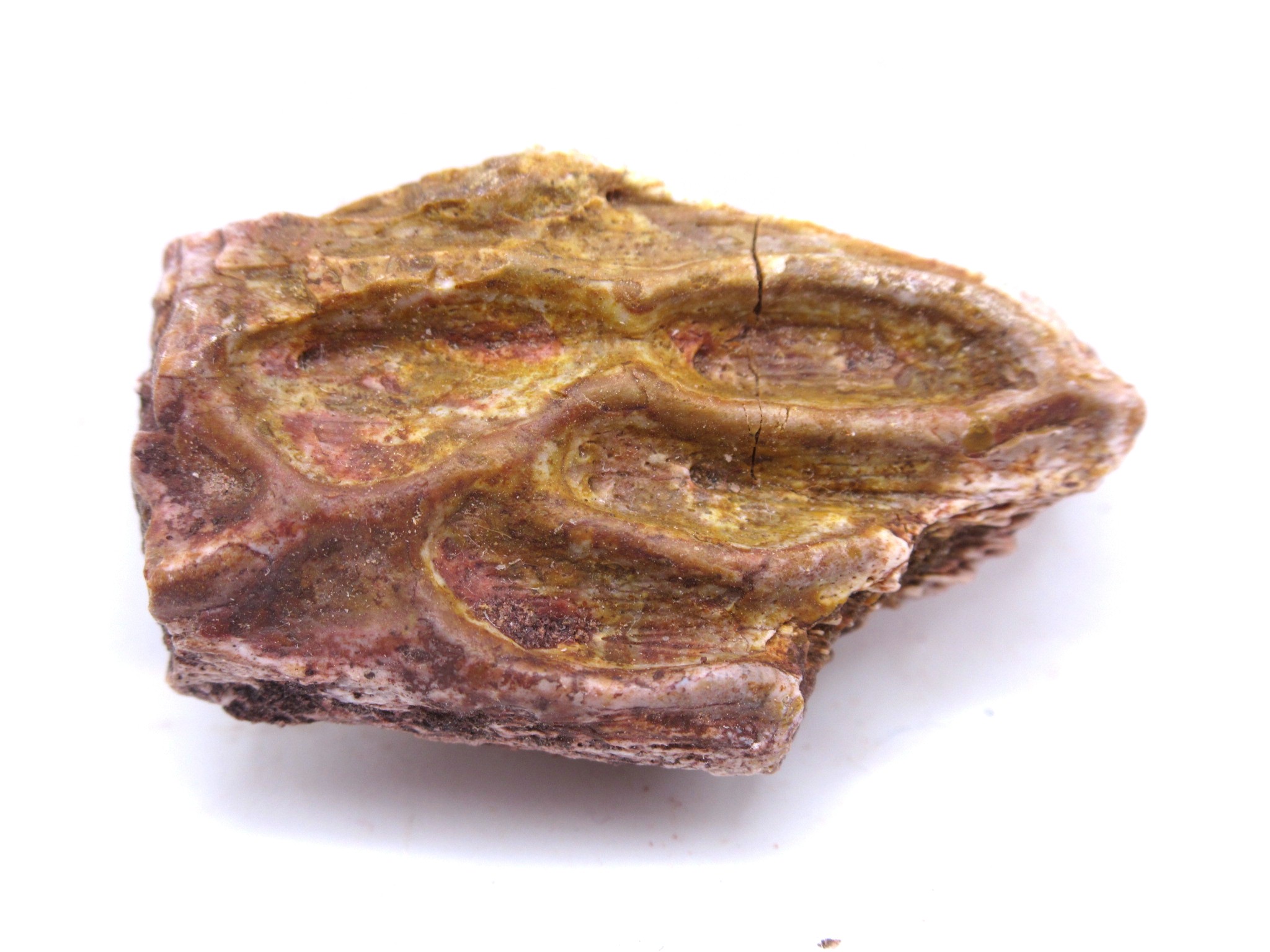 Texas Triassic Koskinonodon Skull Plate 8 | Fossils for Sale Genuine Triassic Koskinonodon Skull Plate for Sale from Texas #8