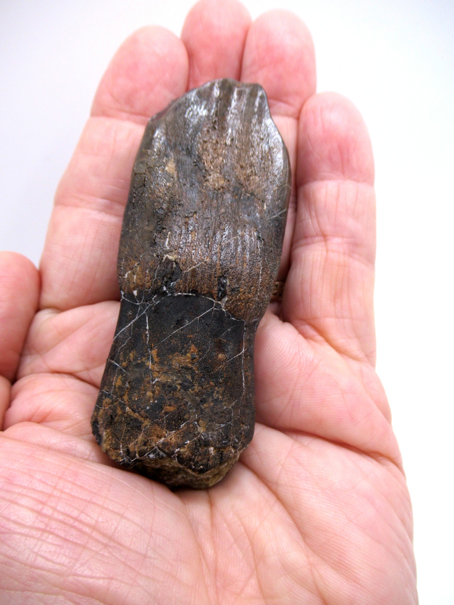 Camarasaurus Dinosaur Tooth for Sale #2 Fossils for Sale