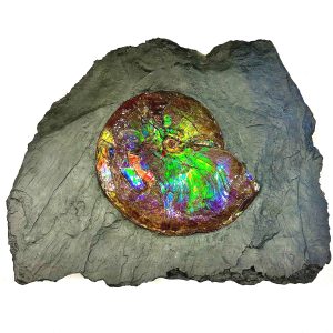 Genuine Cretaceous Age Gem Ammolite Ammonite Specimen From Canada For Sale #11 -71395