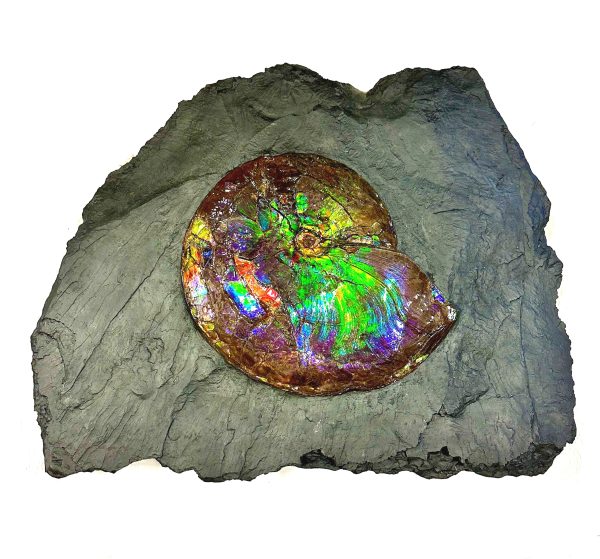 Genuine Cretaceous Age Gem Ammolite Ammonite Specimen From Canada For Sale #11 -71395