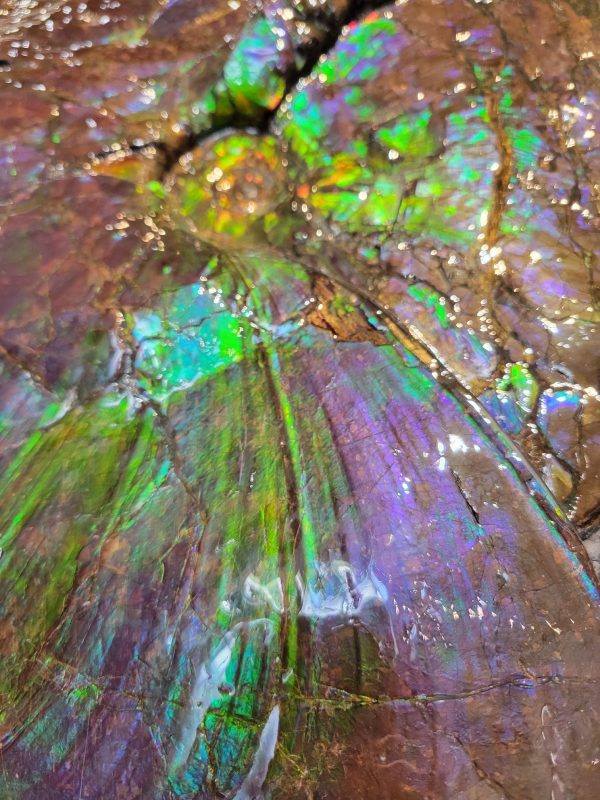 Genuine Cretaceous Age Gem Ammolite Ammonite Specimen From Canada For Sale #11e -71395