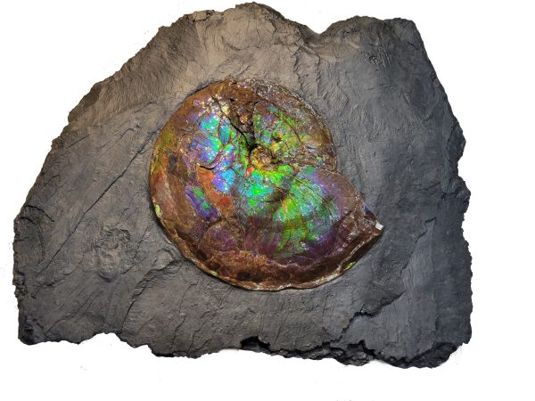 Genuine Cretaceous Age Gem Ammolite Ammonite Specimen From Canada For Sale #11h -71395