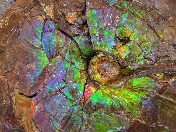 Genuine Cretaceous Age Gem Ammolite Ammonite Specimen From Canada For Sale #11j -71395