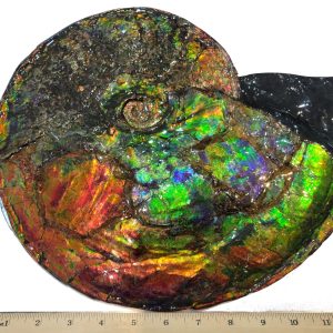 Genuine Cretaceous Age Gem Ammolite Ammonite Specimen From Canada For Sale #13-621042