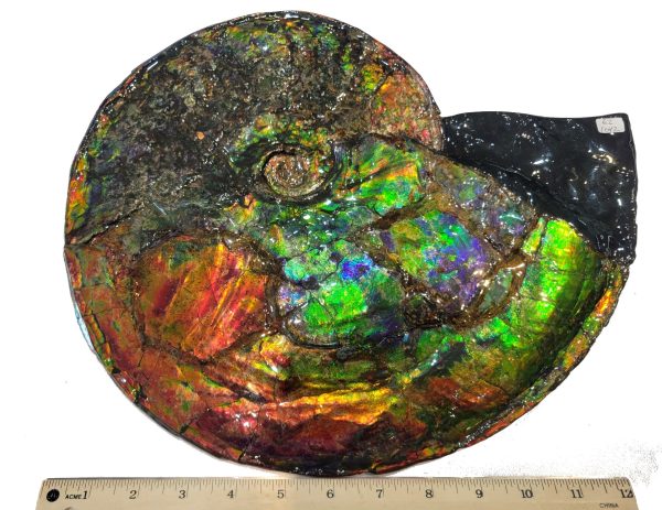 Genuine Cretaceous Age Gem Ammolite Ammonite Specimen From Canada For Sale #13-621042