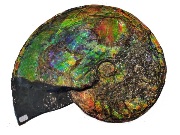 Genuine Cretaceous Age Gem Ammolite Ammonite Specimen From Canada For Sale #13a-621042