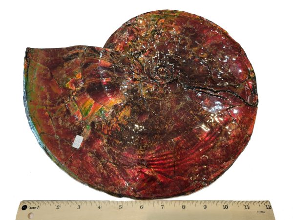 Genuine Cretaceous Age Gem Ammolite Ammonite Specimen From Canada For Sale #13b-621042