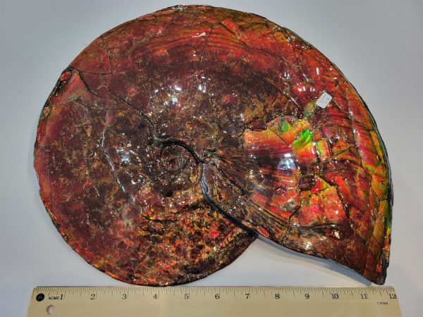 Genuine Cretaceous Age Gem Ammolite Ammonite Specimen From Canada For Sale #13c-621042