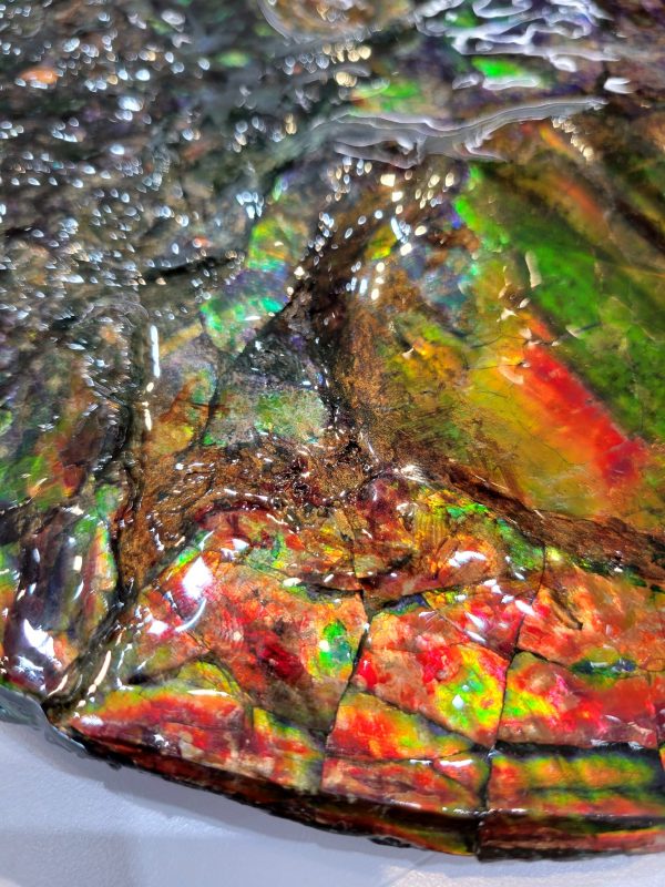 Genuine Cretaceous Age Gem Ammolite Ammonite Specimen From Canada For Sale #13g-621042