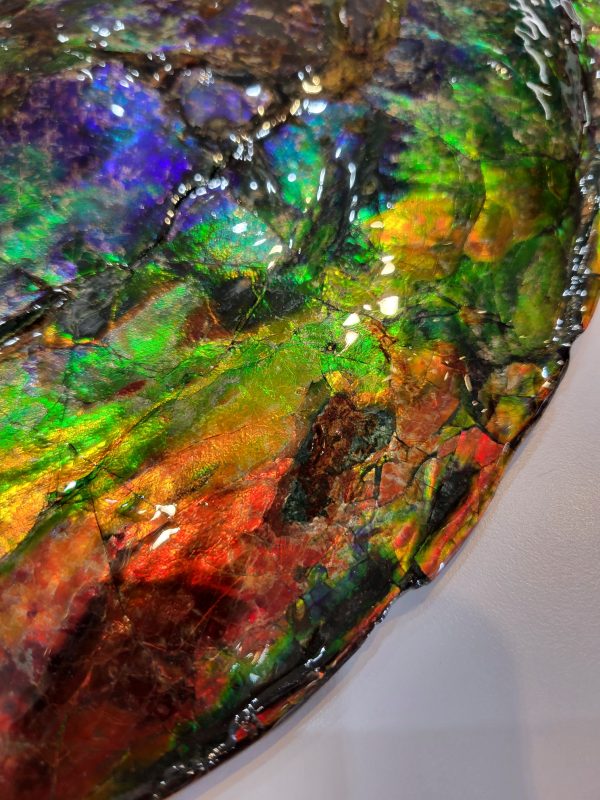 Genuine Cretaceous Age Gem Ammolite Ammonite Specimen From Canada For Sale #13h-621042