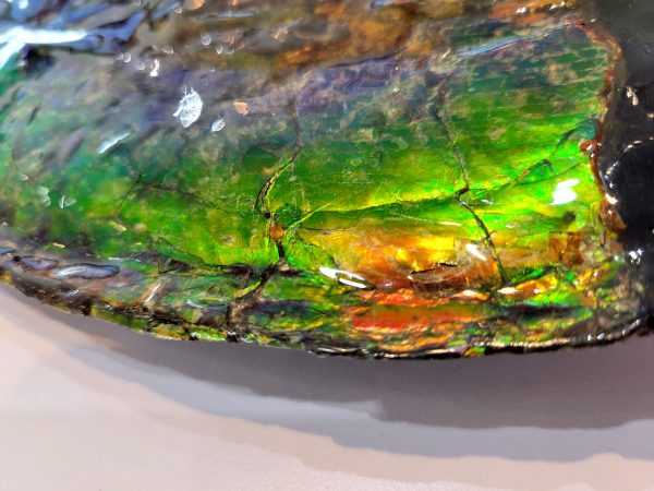 Genuine Cretaceous Age Gem Ammolite Ammonite Specimen From Canada For Sale #13i-621042