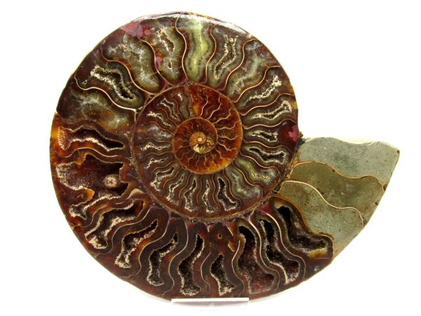 Madagascar Ammonite Pair #40 ~ 6.56" - Image 2