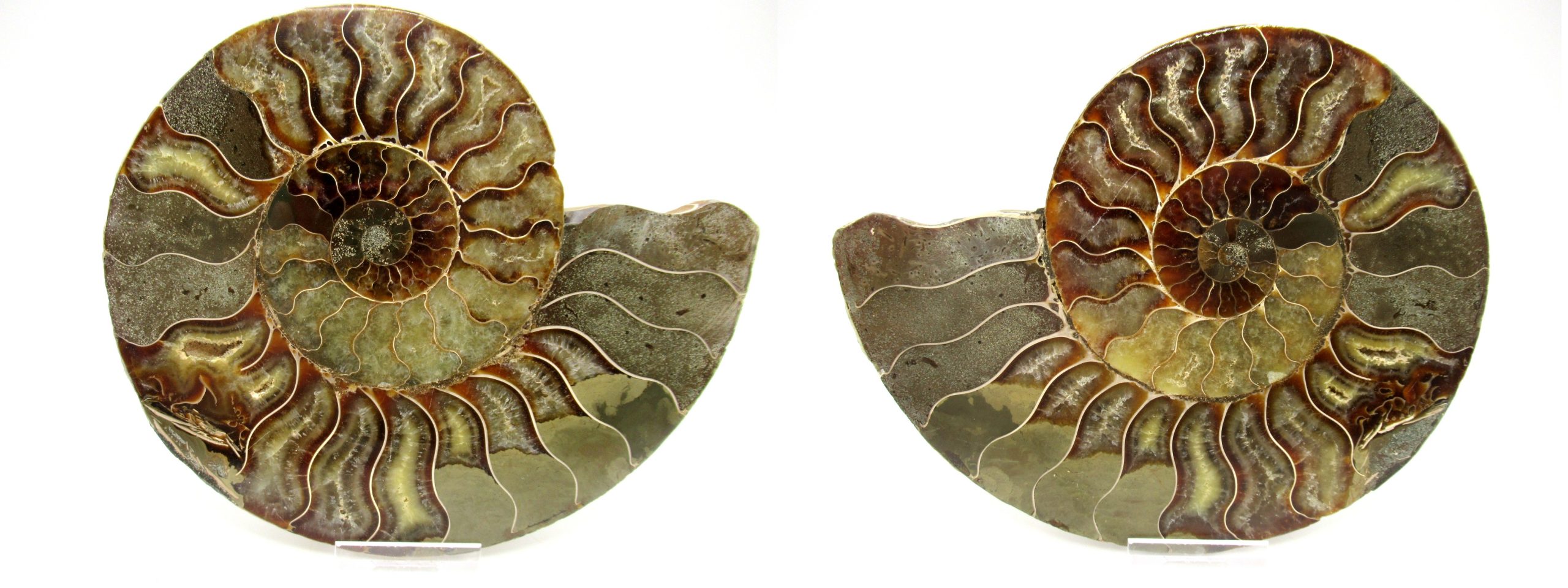 madagascar cretaceous ammonite pair 41 | Fossils for Sale