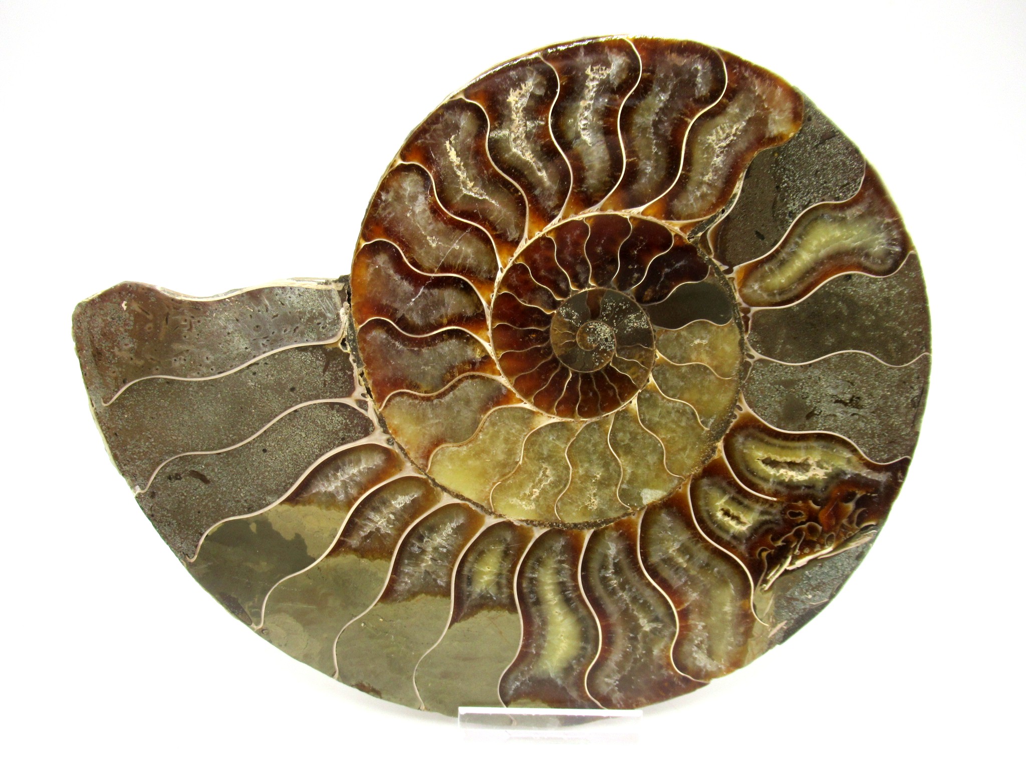 madagascar cretaceous ammonite pair 41b | Fossils for Sale
