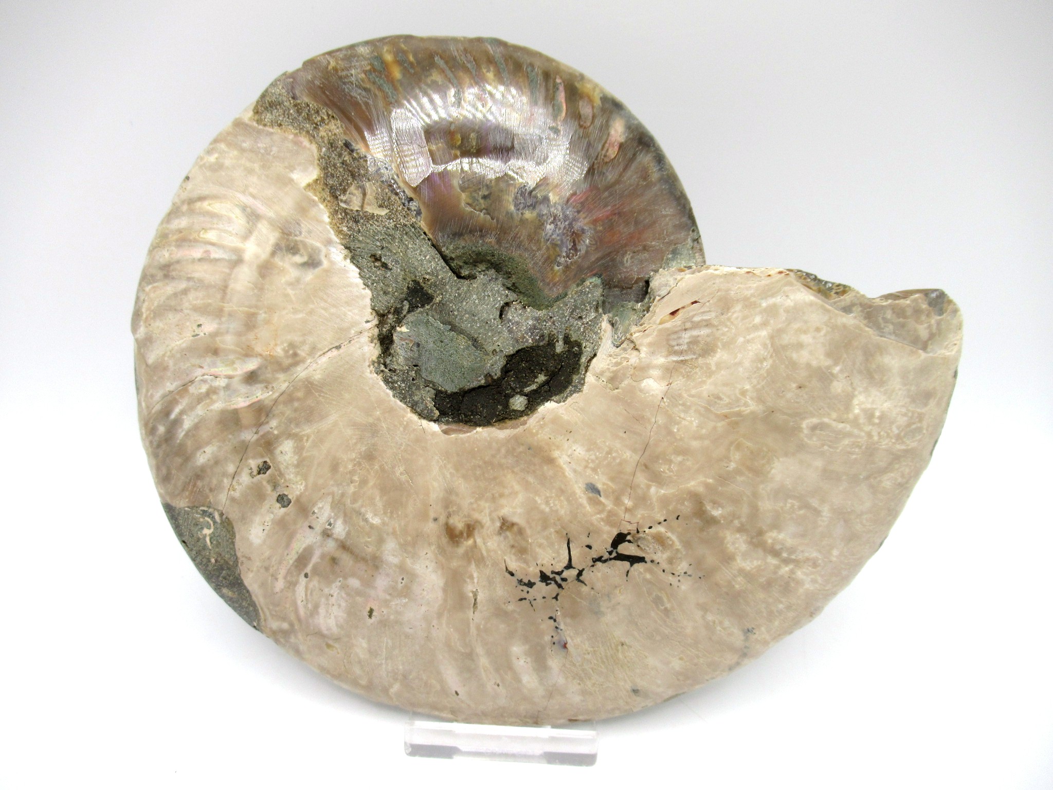 madagascar cretaceous ammonite pair 41c | Fossils for Sale