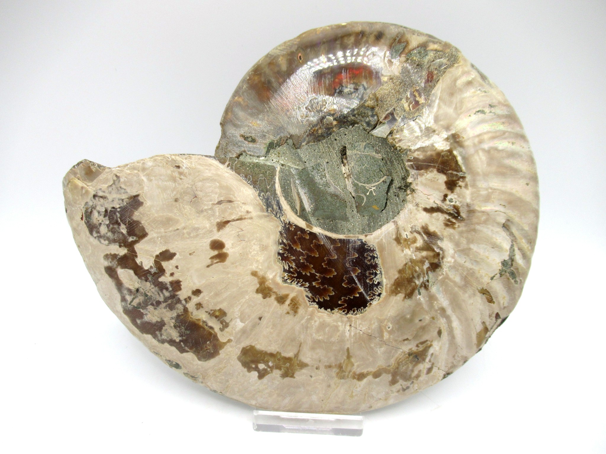 madagascar cretaceous ammonite pair 41d | Fossils for Sale